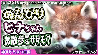 レッサーパンダ のんびり ヒナちゃん お散歩＆ササモグ 神戸どうぶつ王国Redpanda Kobe Animal Kingdom