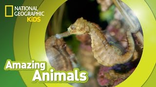 Seahorse | Amazing Animals