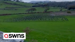 Unusual murmuration of starlings flying just inches from the ground | SWNS