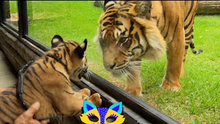 Cubs meet Adult tiger for the first time#shorts #wildlife