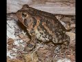 buffo terrestris southern toad