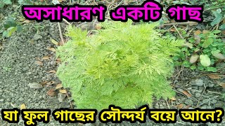 A Wonderful Tree || অসাধারণ একটি \