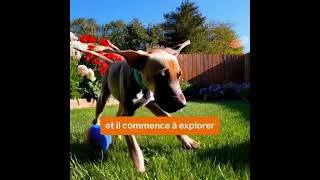 Incroyable transformation   #greatdane  #DogueAllemand #Chiot #chiens  #france #chien #canada #usa