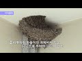 지금은 보기 힘든 제비의 숨겨진 이야기 a secret story of a swallow