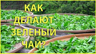 Как делают зеленый чай? | Технология производства зеленого чая | Чайгород