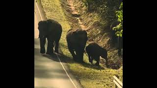 แตกตื่น!!ช้างป่ามุ่งหน้ารวมโขลงใกล้วันสำคัญ#elephant #wildlife #เขาใหญ่ #มรดกโลก #ช้างป่า