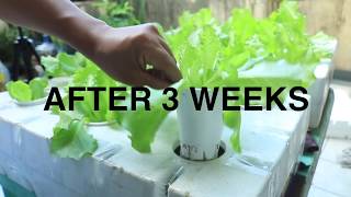 Easy way to create Hydroponics by Emoy