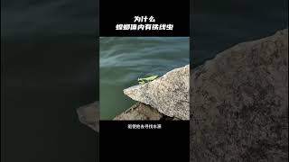 ［科普知识］为什么螳螂体内有铁线虫呢？ #科普