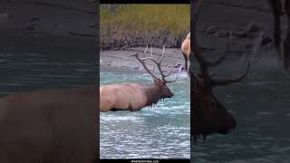 Elk Bull Boss Moves His Herd Across the River