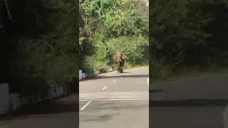 ஒத்த யானை கெத்துதான்😱 #shorts #elephant #tamil