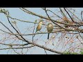 【野鳥】モズの求愛 courting behavior of bull headed shrike【wild bird】