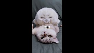 粉红色的毛猪猪，你不来看看么~#浅试一下猫咪变粉