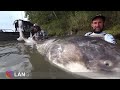 top 3 biggest sturgeon caught on camera compilation