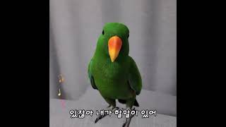 [지구] 앵무새한테 노래를 불러주면 생기는 일 / singing parrot / #shorts