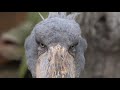 何だかかっこいいハシビロコウのボンゴ 　shoebill bongo and marimba 18