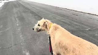 Karma the Wolfhound comes for a visit!