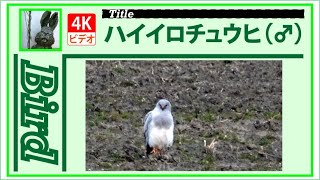 【4K】ハイイロチュウヒ（雄）　～白いものが動いたと思ったらハイイロチュウヒでした～