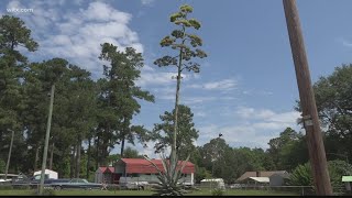 Century plant blooms in Orangeburg