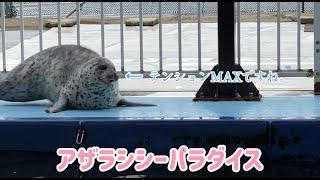 【紋別アザラシシーパラダイス】ハイテンションな日和（Seals sea paradise）Agu＆Hiyori＆Kyoro