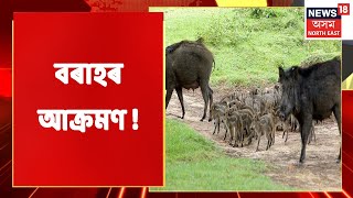 Wild Boar In Hojai | বন গাহৰিৰ আক্ৰমণত আহত তিনিজন লোক