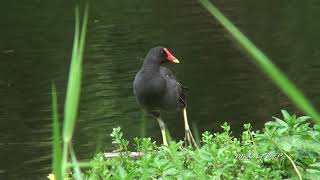 紅冠水雞/Common Moorhen