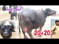 احمدشیرعلی260گ ب| 6ٹاپ کلاس بھینسیں برائےفروخت08نومبرPure Neli Nili Ravi Buffalo Sale on Eitfaaq Tv