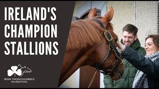 ITM Irish Stallion Trail 2020 - Ireland's CHAMPION Stallions