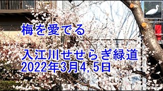 梅を愛でる　入江川せせらぎ緑道2020年3月4,5日