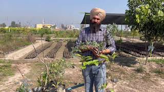 February march ਮਹੀਨੇ ਵਿਚ ਕਿਹੜੇ ਨਵੇ ਬੂਟਿਆਂ ਨੂੰ ਲਗਾਇਆ ਜਾ ਸਕਦਾ  ਹੈ