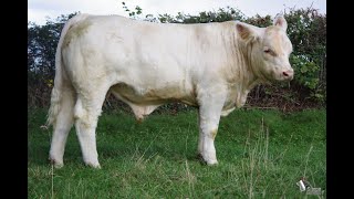 LOT 118 - Cowllection Simon Genetic 2022