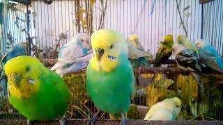 Common Budgie Health Issues Signs and Solutions Every Owner Should Know!