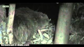 SupperTime Beaver Lodge