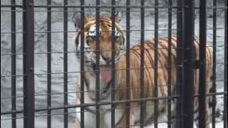 横浜　野毛山動物園　アムールトラ