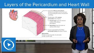 Layers of the Pericardium and Heart Wall – Physiology | Lecturio Nursing