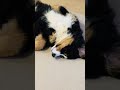 【子犬の時と比べてみました】ヘソ天しているバーニーズマウンテンドッグ