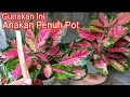 Cara Merawat Aglaonema Agar Beranak Banyak