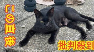 黒猫に「ちょっと来い」と呼び出された釣り人 → 付いて行くと……　運命のような保護から2年、飼い主に話を聞いた Black Horse