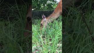 野生のシカが草を食べる目線はこんな感じ🌿🦌🍀#Shorts【野生のシカ動画】