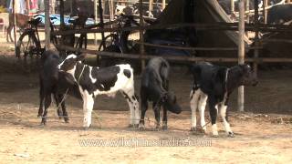 Cattle market at the Sonepur fair, Bihar