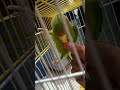 hand feeding my plum head #plumhead #parrotshorts #birds #baby #shortsfeed #cute #parrot #shorts