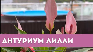 Мужское Счастье, Антуриум Лилли