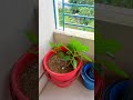 আমার বেলকনি বাগানে সবজির গাছ my balcony vagetable garden.