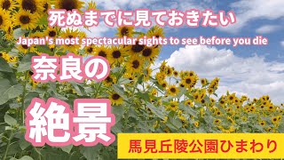 奈良県営馬見丘陵公園、ひまわり畑、ナガレ山古墳、奈良県河合町の観光スポット、絶景スポット、パワースポット