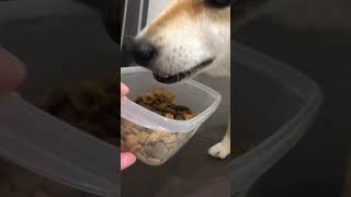 カリカリを食べる柴犬#Short