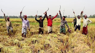 কৃষকের ধান কাটা বাইচ | আটি গুনে পুরষ্কার | Village Life Pabna