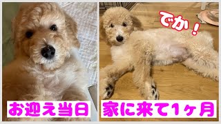 【スタンダードプードル】お迎えしてから1ヶ月たちました！めちゃくちゃ大きくなってる！！