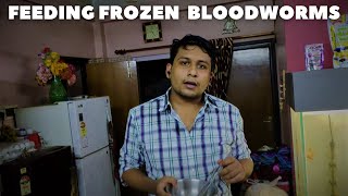 How to Feed Frozen Blood Worms | Beginners Guide To Frozen Fish Food 🐟🐟