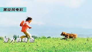 狗狗舍命救主，却被无情抛弃《爱犬的奇迹》