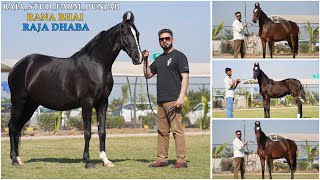 Raja Stud Farm जहां है बेहतरीन घोड़िया जिन्होंने पेदा किए ख़ज़ाने