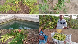 Koyya valarppu|guava cultivation in tamil| koiya maram valarppu|கொய்யா வளர்ப்பு